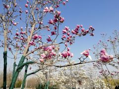 -永定河休闲森林公园