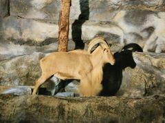 -清迈夜间动物园