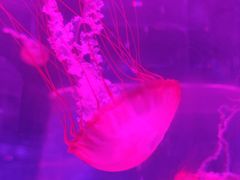 -海合安武汉极地海洋公园