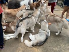 -TrueLove @ Neverland (Husky Cafe)