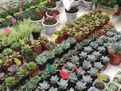 -金陵花卉交易市场