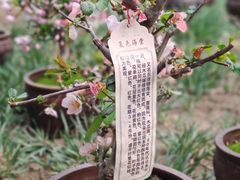 -海棠花溪(元大都城垣遗址公园)