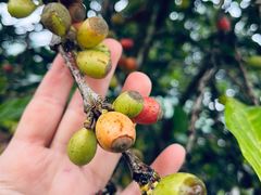 -侯臣咖啡文化村