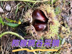 -大岭沟猕猴桃谷风景区