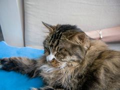 -Anne猫窝咖啡屋