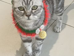 -怪兽屋·羊驼·猫咖·狗咖(俊华广场店)