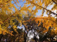 景点-孔庙和国子监博物馆