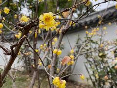 -无锡梅园公园