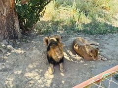 -新疆天山野生动物园
