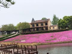 -大塘金香草谷