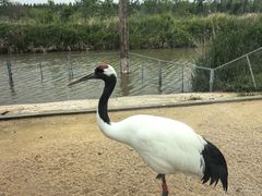 -盐城丹顶鹤湿地生态旅游区