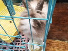 -志龙皇冠吃货椰子铺