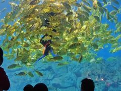 -芜湖新华联大白鲸海洋公园