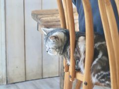 -海边的猫和咖啡馆