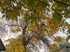 -三里屯东五街银杏大道