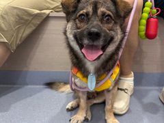 -宠物星动物医院·眼科·异宠·猫科(江南大道总院)