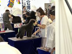 -鑫艺宠物美容培训学校