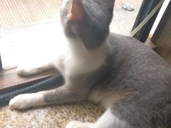 -more than meow吴止猫主题餐厅(承德 中船汇店)