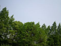 -青枫公园