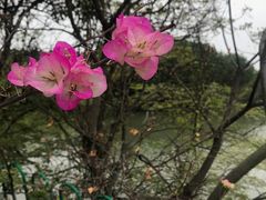 -五缘湾湿地公园