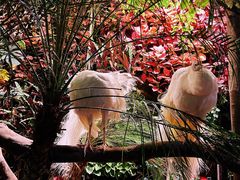 -正佳雨林生态植物园