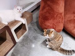 -瞄一喵猫咖(格力海岸店)