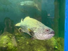 -巽寮印象美食部落餐厅·海鲜·地方特色菜(惠州体验店)