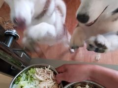 -汪说喵讲宠物乐园宠物酒店(红星美凯龙店)