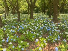 -上海滨江森林公园