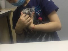 -谐和益家动物医院·免疫绝育·血液透析·宠保定点医院(高新伊藤分院)