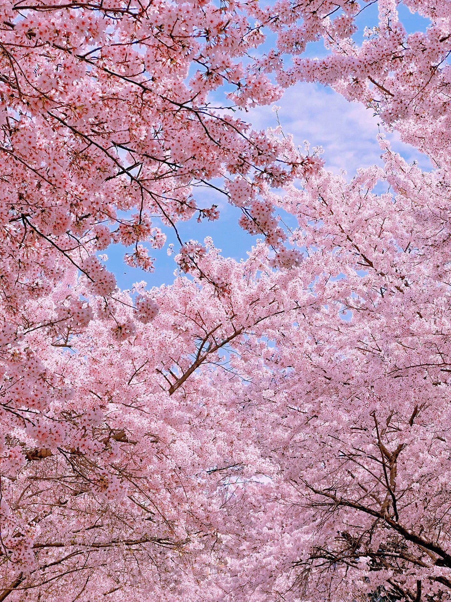 樱花树下🌸青岛中山公园打卡