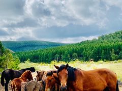 -塞罕坝国家级自然保护区