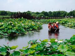 -荷塘月色湿地公园·向阳花洲