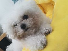 -佳雯宠物医院·皮肤科·内外科(春晓路分院)