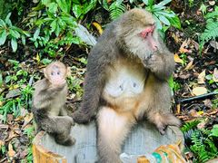 -西岭雪山大飞水景区