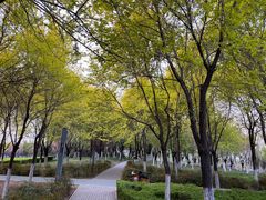 -洨河生态公园