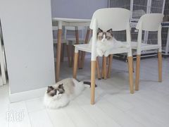 大堂-喵的天空名猫咖啡馆·撸猫·猫舍·用品