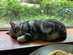 -咖法森林·咖啡  酒吧(天河店)