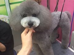 -爱宠屋pet shop·宠物洗澡·宠物美容