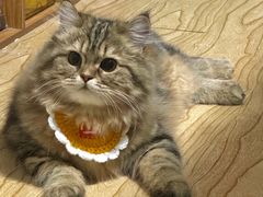 -四月宠物医院·猫专科·心脏专科·内科(转塘店)