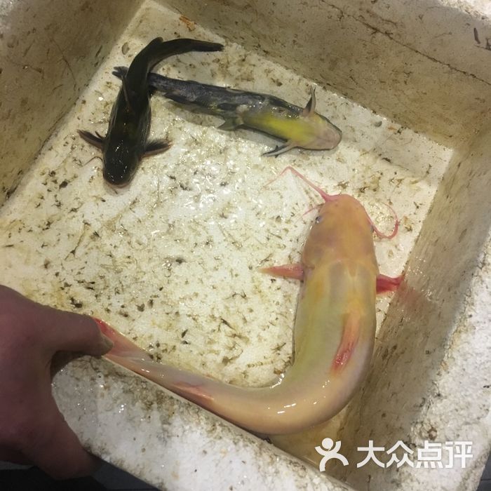 喵哥是只女王大人           小象师傅           喵哥是