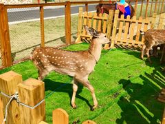 -杭州开元森泊度假乐园