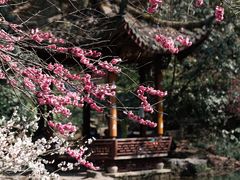 -杭州植物园