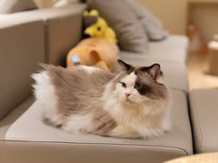 -猫腻·猫咖·撸猫馆(星光大道店)
