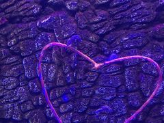 -芜湖新华联大白鲸海洋公园