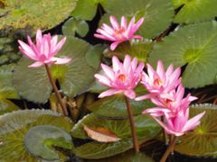 -海南热带野生动植物园