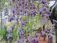 -嘉定紫藤园