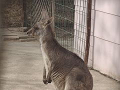 -青藏高原野生动物园
