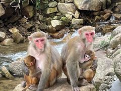 -姑婆山旅游区