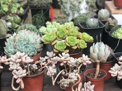 -秦美花卉(天朗·莱茵小城2期店)